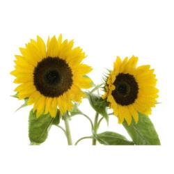 EQUIHERBS Łuska słonecznika 7 kg