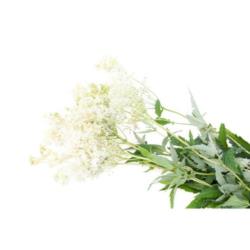 EQUIHERBS WIĄZÓWKA BŁOTNA